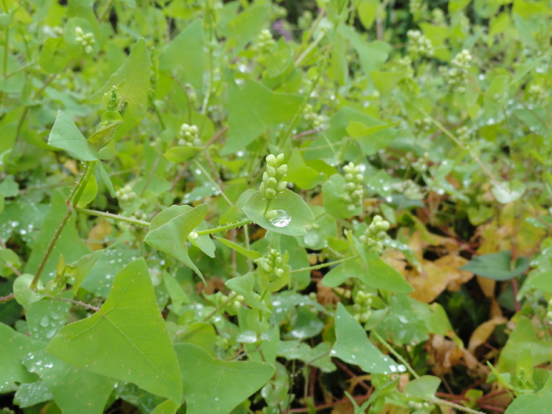 img0010.jpg