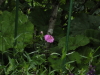 img0003.jpg