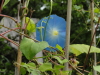 img0033.jpg