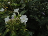 img0040.jpg