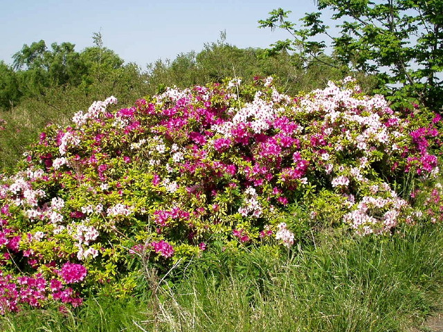 img0018.jpg