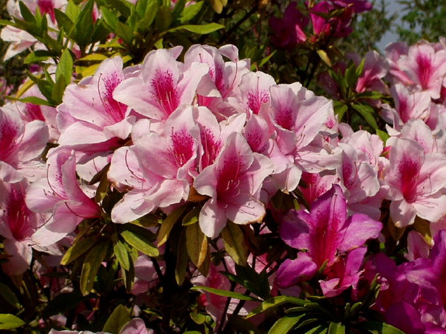 img0019.jpg