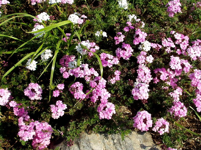 img0028.jpg