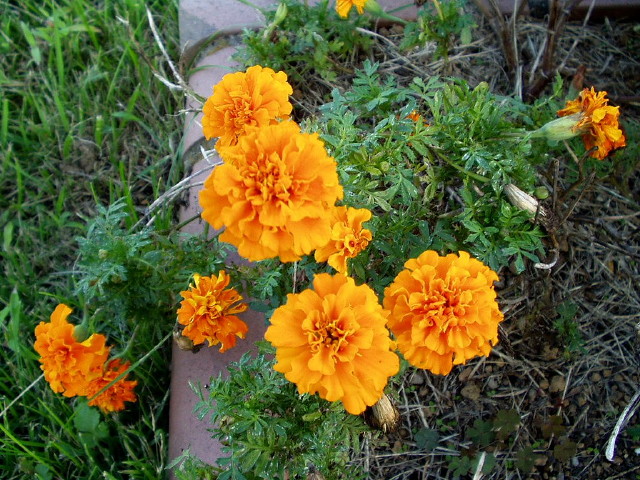 img0050.jpg