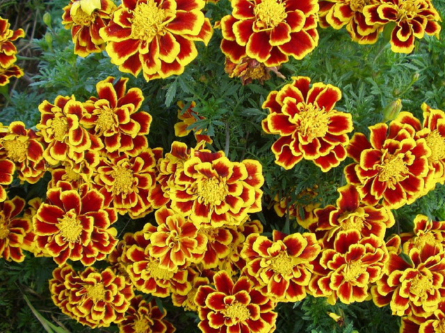 img0052.jpg
