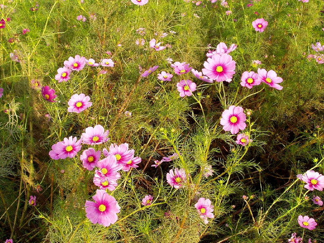 img0060.jpg