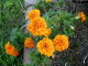 img0050.jpg