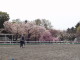 img0013.jpg