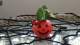 img0011.jpg