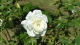 img0019.jpg