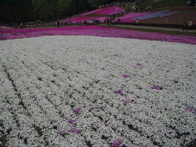 img0013.jpg