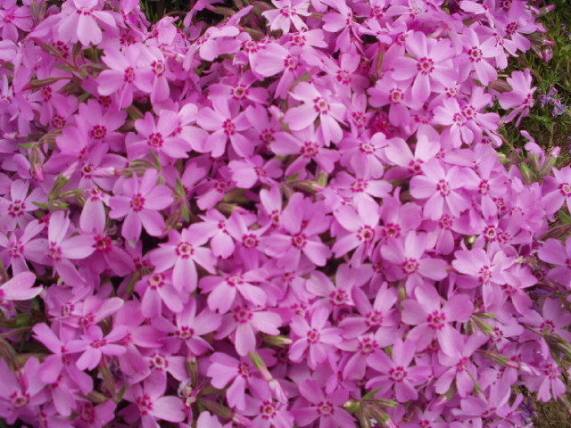 img0029.jpg