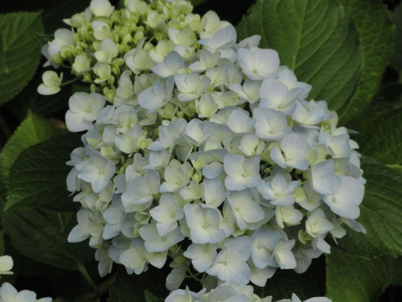 img0035.jpg