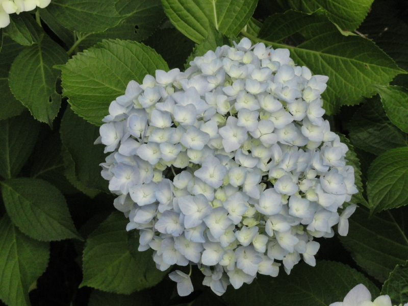 img0036.jpg