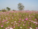 img0036.jpg