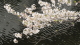 img0006.jpg