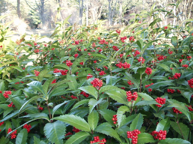 img0045.jpg