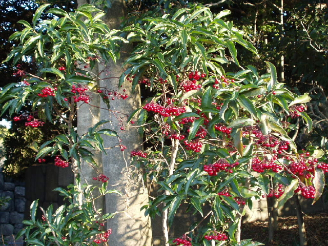 img0050.jpg