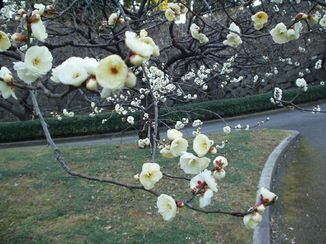 img0062.jpg