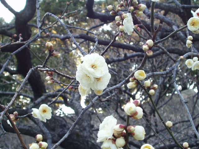 img0063.jpg