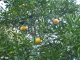 img0016.jpg