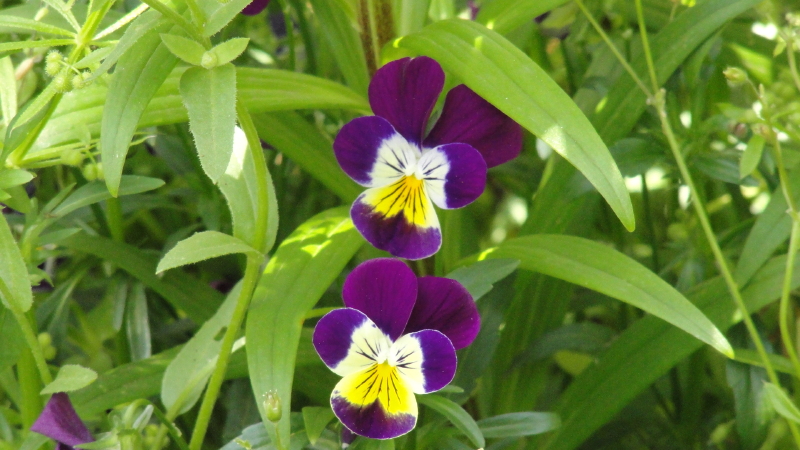 img0009.jpg