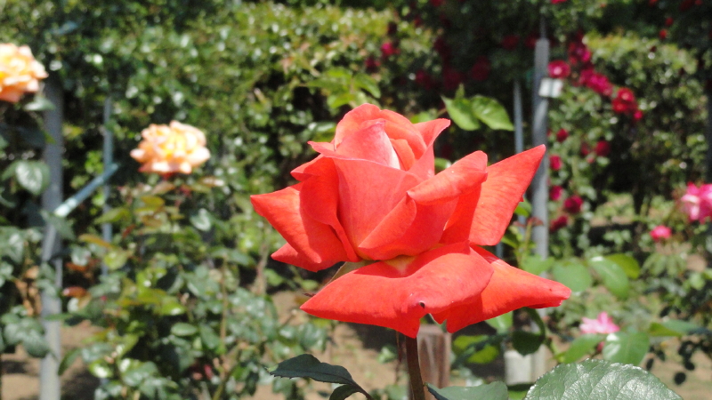 img0029.jpg
