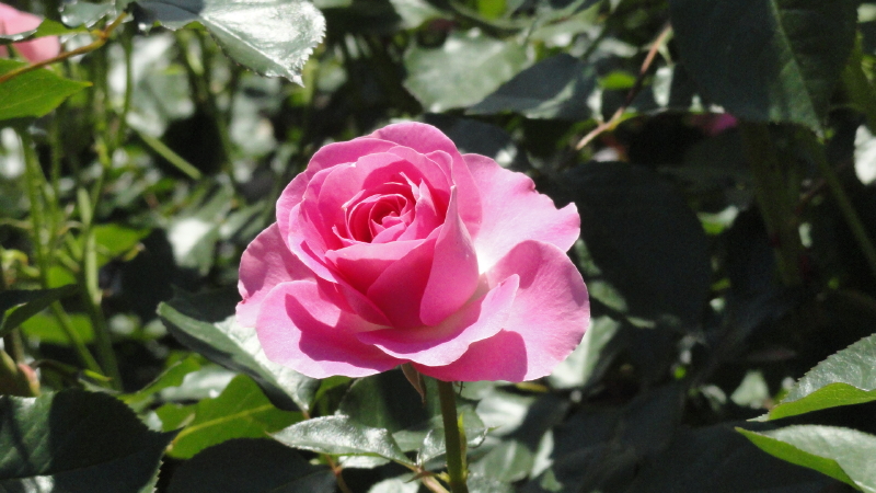 img0039.jpg