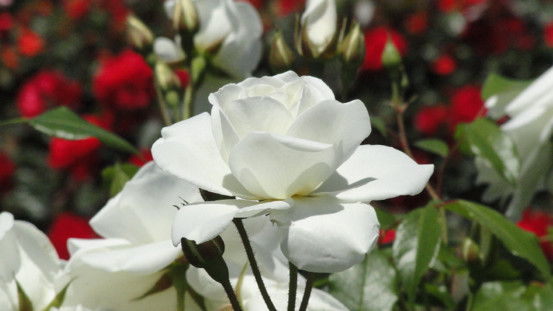 img0045.jpg