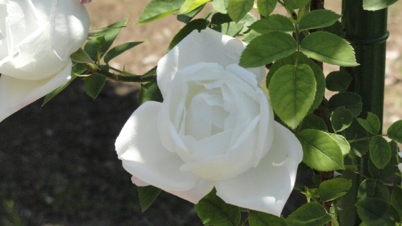 img0048.jpg