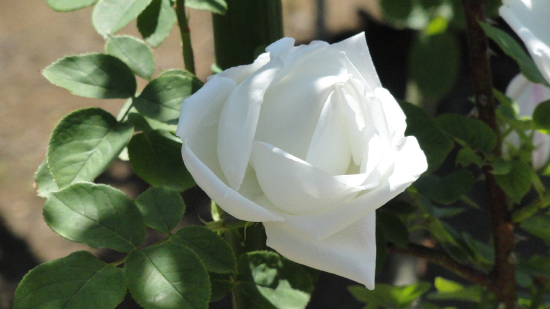 img0049.jpg