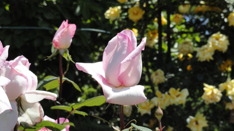 img0050.jpg