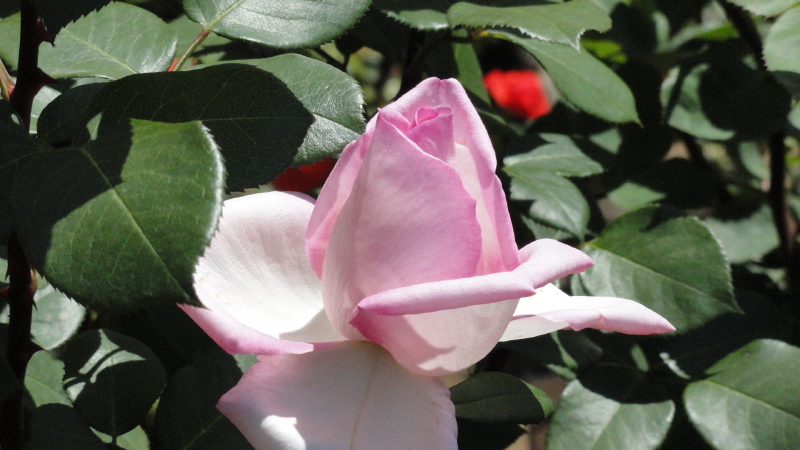 img0051.jpg