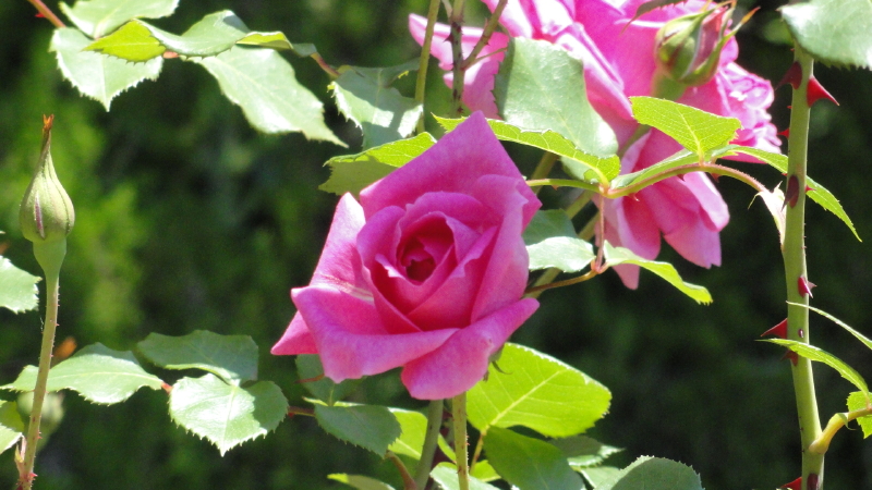 img0056.jpg