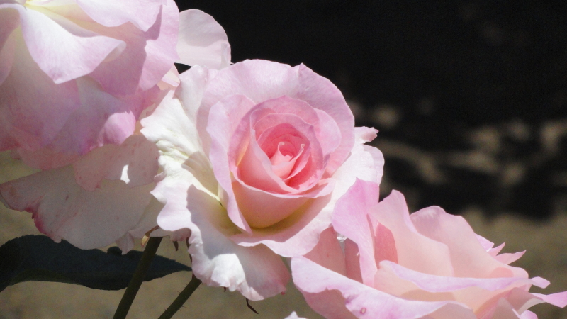 img0062.jpg