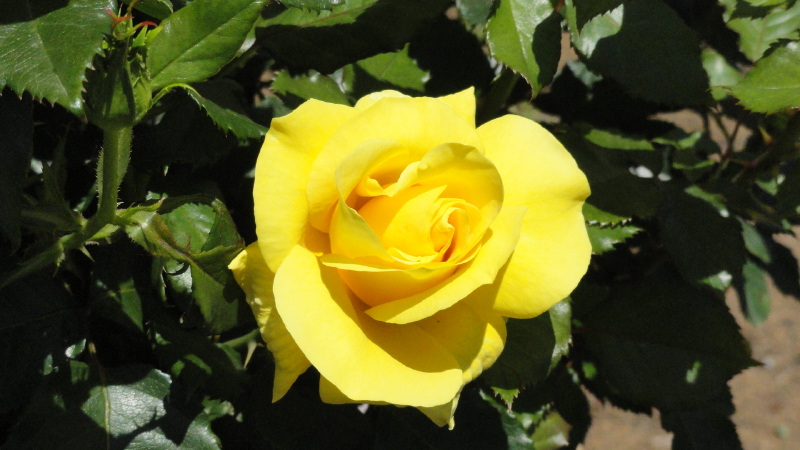 img0066.jpg