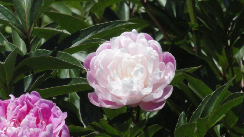 img0085.jpg