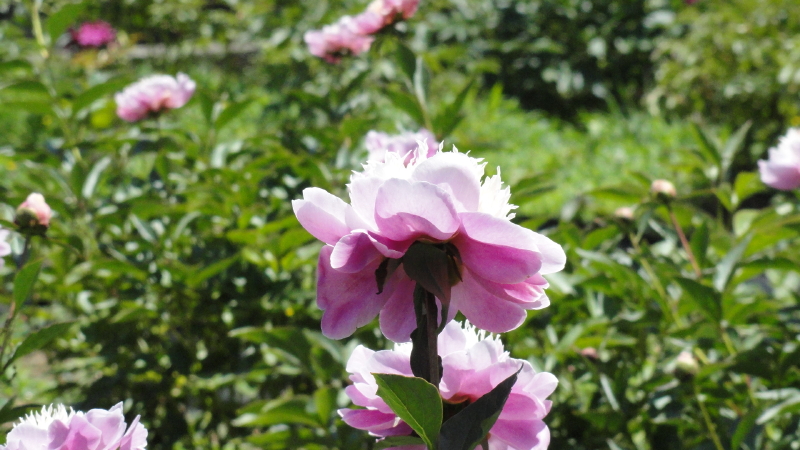 img0088.jpg