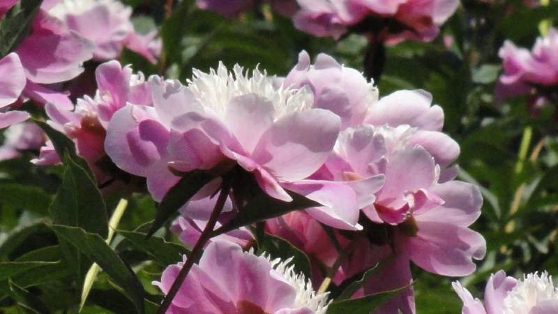 img0089.jpg