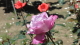 img0026.jpg