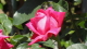 img0027.jpg