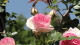 img0031.jpg