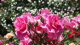 img0038.jpg