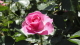 img0039.jpg