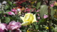 img0041.jpg