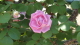 img0043.jpg