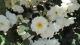 img0044.jpg