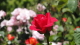 img0046.jpg