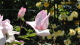 img0050.jpg