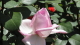 img0051.jpg